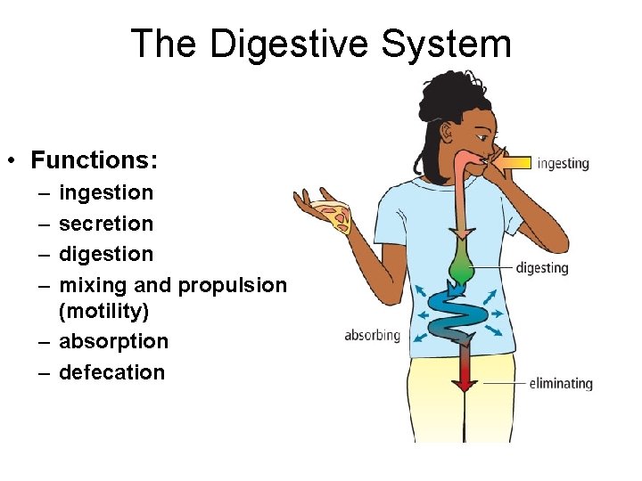 The Digestive System • Functions: – – ingestion secretion digestion mixing and propulsion (motility)
