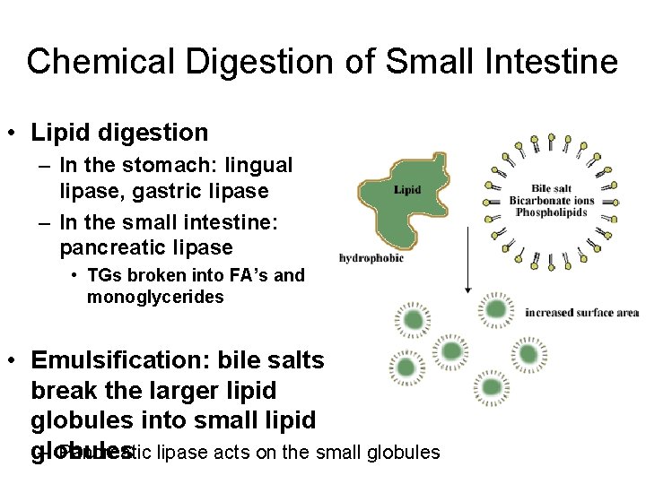 Chemical Digestion of Small Intestine • Lipid digestion – In the stomach: lingual lipase,