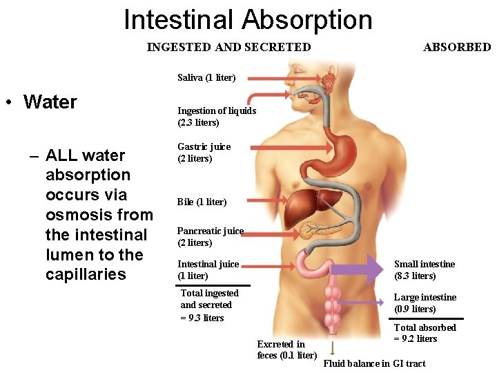 Intestinal Absorption INGESTED AND SECRETED ABSORBED Saliva (1 liter) • Water – ALL water