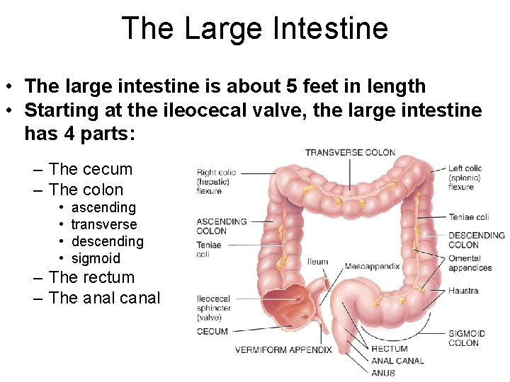 The Large Intestine • The large intestine is about 5 feet in length •