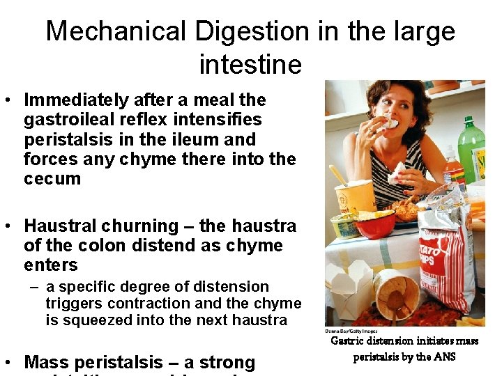 Mechanical Digestion in the large intestine • Immediately after a meal the gastroileal reflex