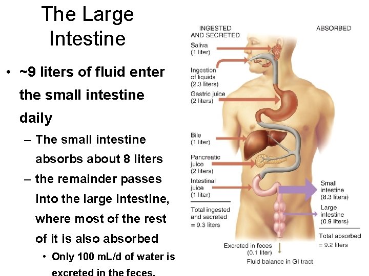 The Large Intestine • ~9 liters of fluid enter the small intestine daily –