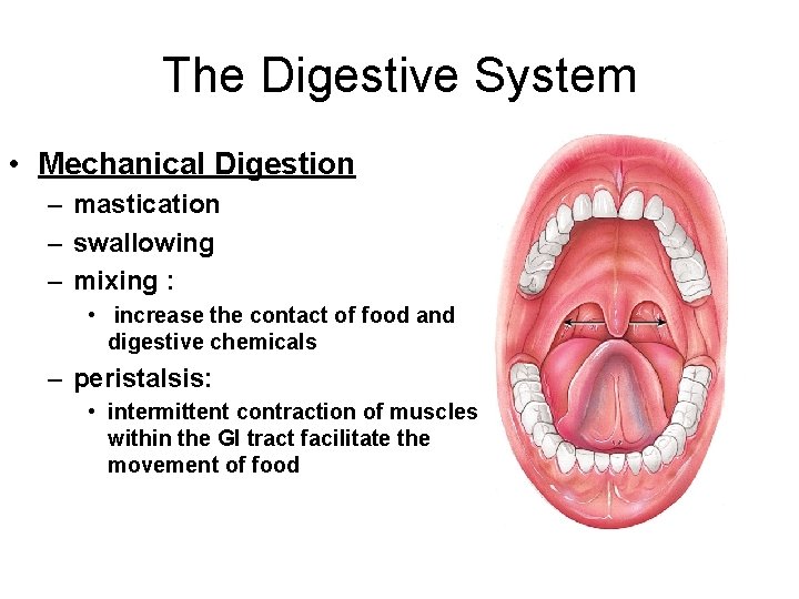 The Digestive System • Mechanical Digestion – mastication – swallowing – mixing : •