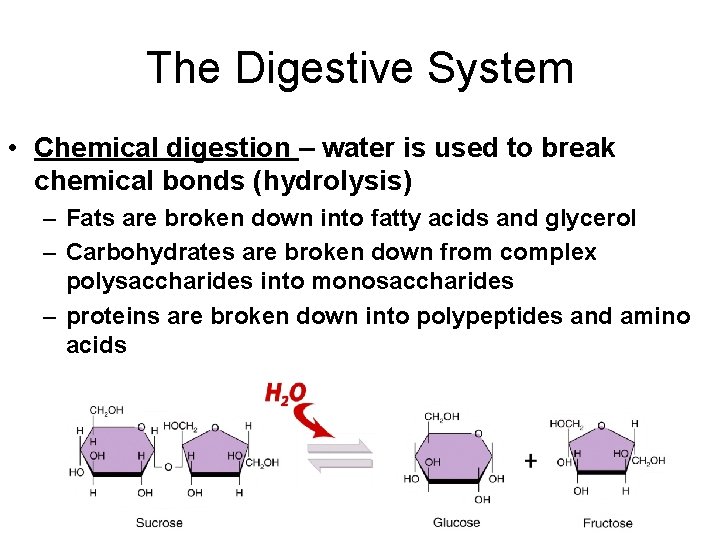 The Digestive System • Chemical digestion – water is used to break chemical bonds