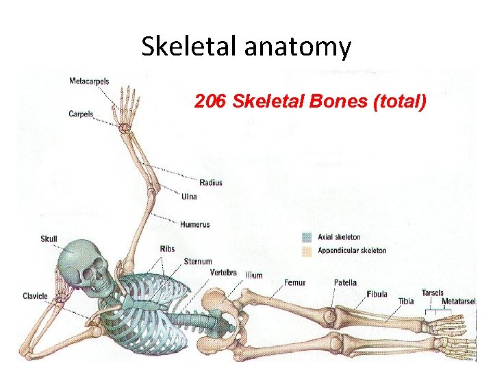 Skeletal anatomy 206 Skeletal Bones (total) 206 bones Man = 12 lbs woman =