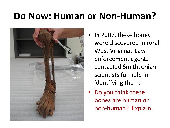 Do Now: Human or Non-Human? • In 2007, these bones were discovered in rural