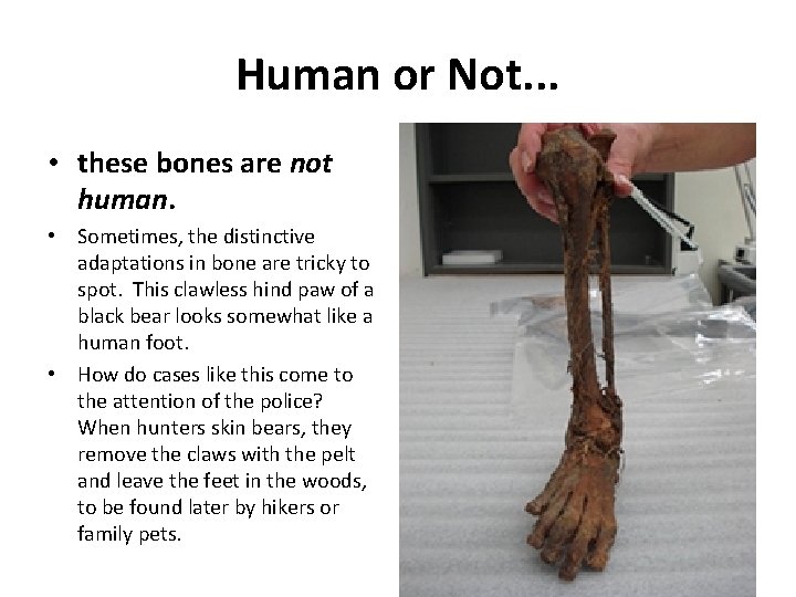 Human or Not. . . • these bones are not human. • Sometimes, the