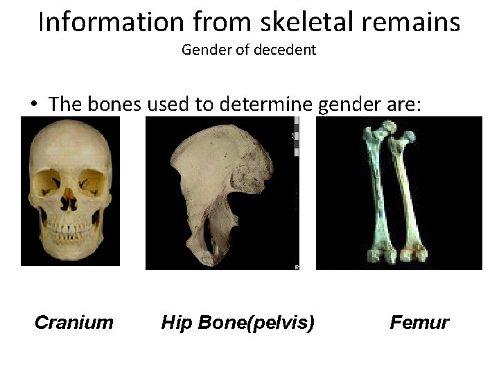 Information from skeletal remains Gender of decedent • The bones used to determine gender