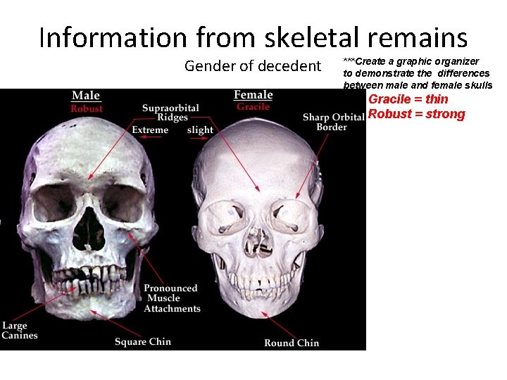 Information from skeletal remains Gender of decedent • . ***Create a graphic organizer to