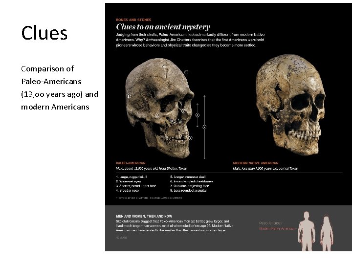 Clues Comparison of Paleo-Americans (13, oo years ago) and modern Americans 