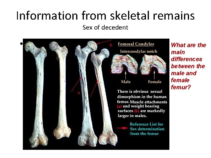 Information from skeletal remains Sex of decedent • . What are the main differences