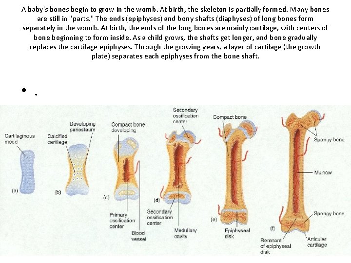 A baby's bones begin to grow in the womb. At birth, the skeleton is