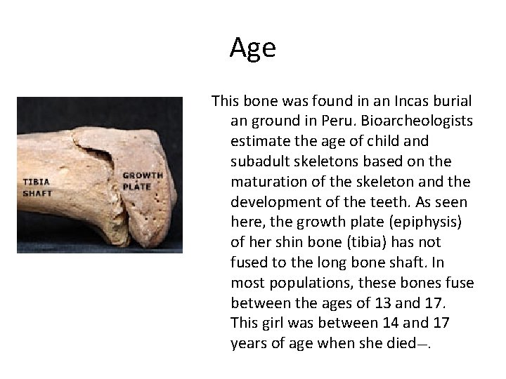 Age This bone was found in an Incas burial an ground in Peru. Bioarcheologists