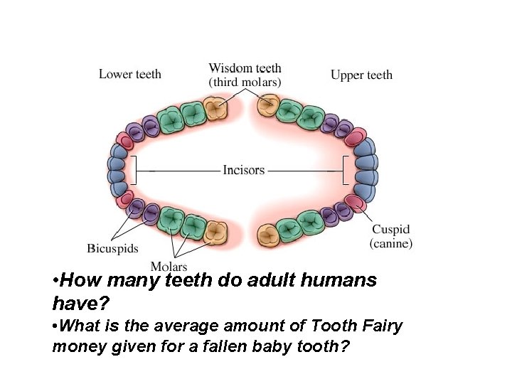 Normal Adult Human Teeth • How many teeth do adult humans have? • What