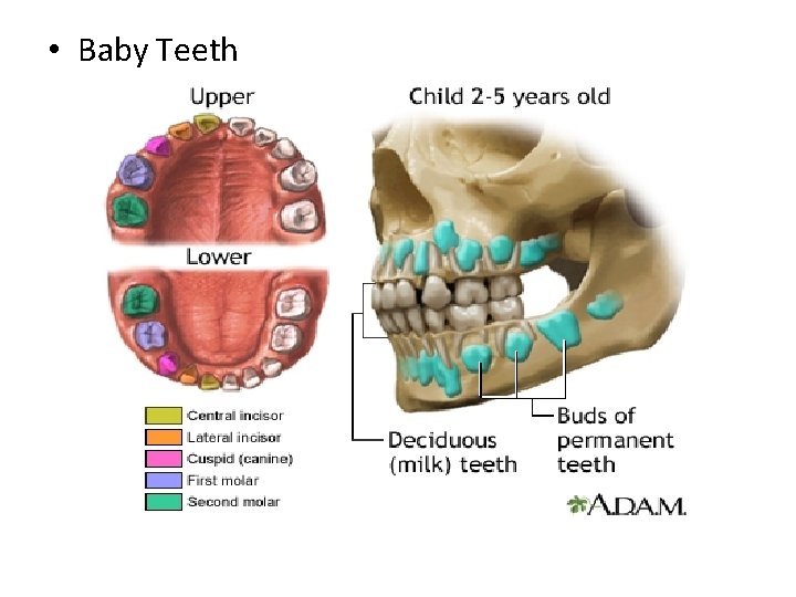  • Baby Teeth 