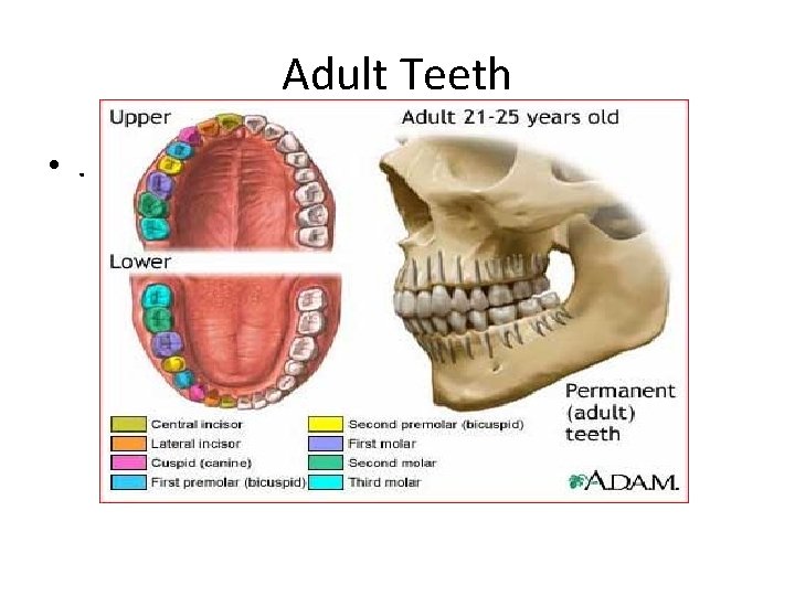 Adult Teeth • . 