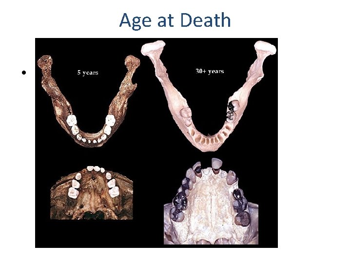 Age at Death • . 