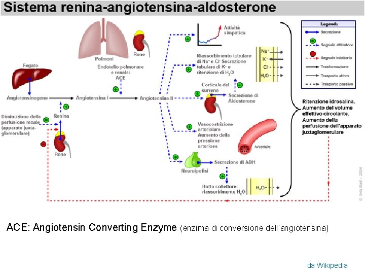 ACE: Angiotensin Converting Enzyme (enzima di conversione dell’angiotensina) da Wikipedia 