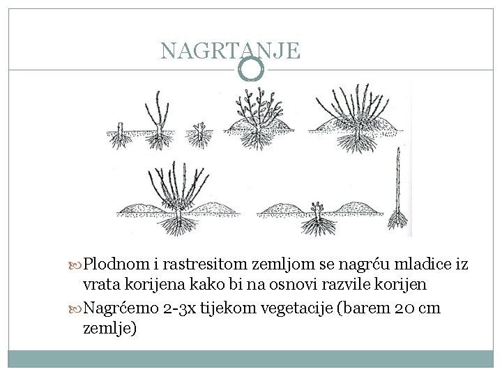 NAGRTANJE Plodnom i rastresitom zemljom se nagrću mladice iz vrata korijena kako bi na