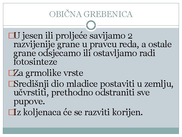 OBIČNA GREBENICA �U jesen ili proljeće savijamo 2 razvijenije grane u pravcu reda, a