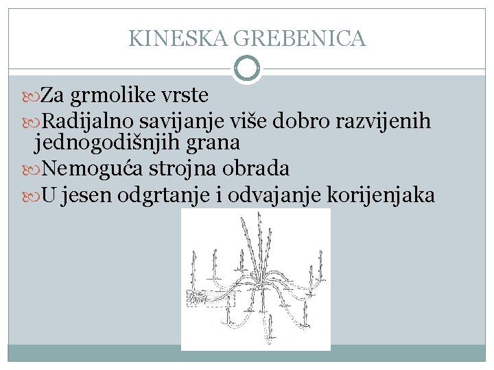 KINESKA GREBENICA Za grmolike vrste Radijalno savijanje više dobro razvijenih jednogodišnjih grana Nemoguća strojna