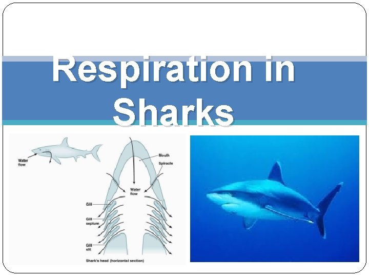 Respiration in Sharks 