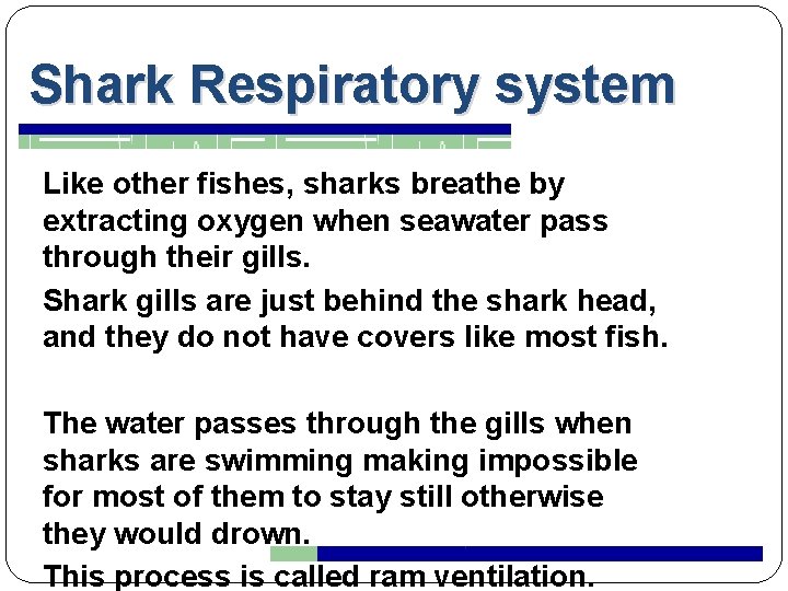 Shark Respiratory system Like other fishes, sharks breathe by extracting oxygen when seawater pass