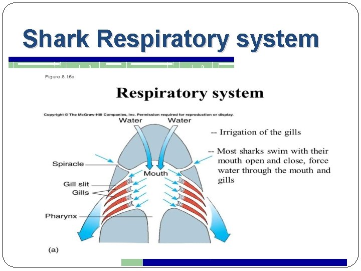 Shark Respiratory system 