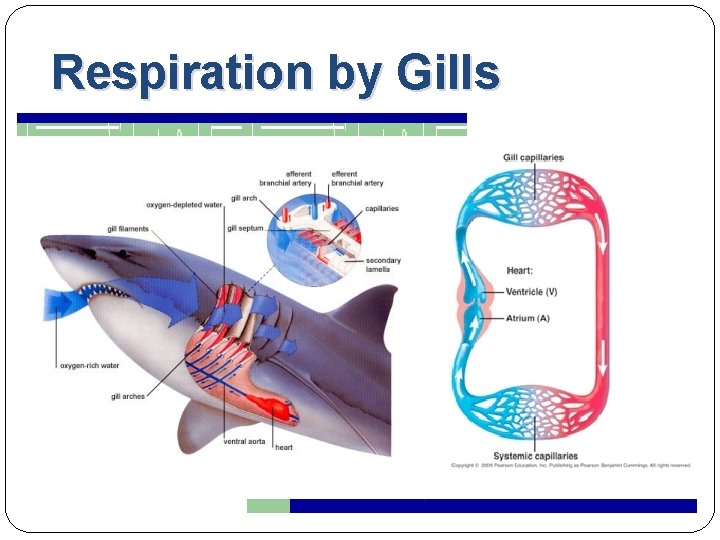 Respiration by Gills 