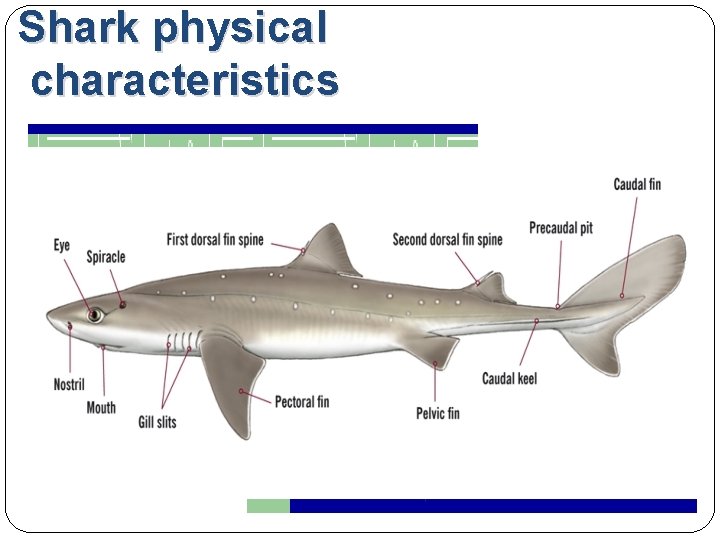 Shark physical characteristics 