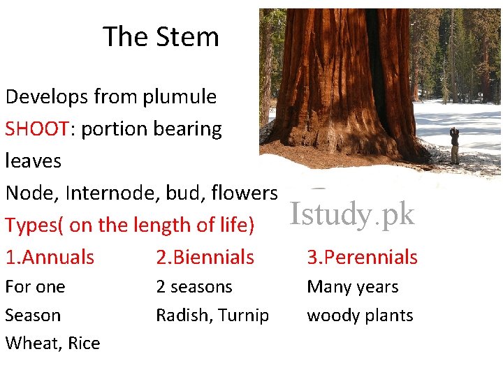 The Stem Develops from plumule SHOOT: portion bearing leaves Node, Internode, bud, flowers Types(