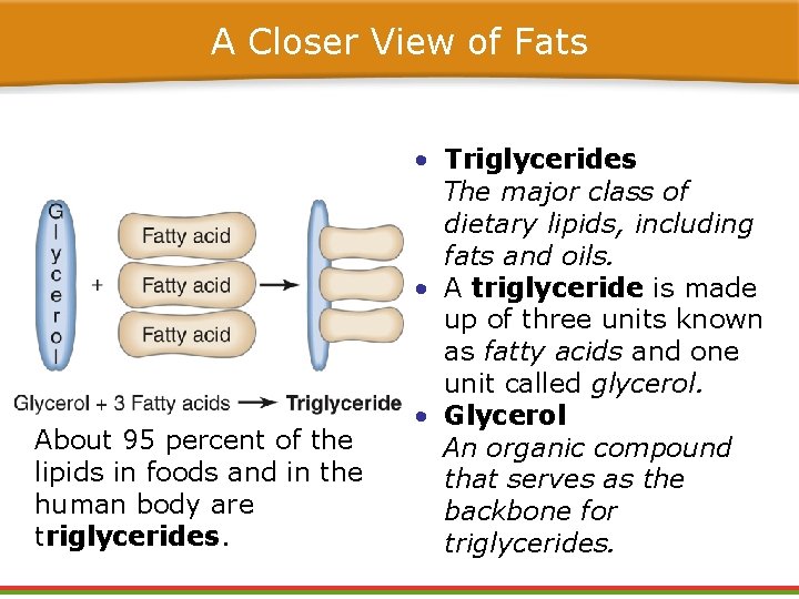 A Closer View of Fats About 95 percent of the lipids in foods and