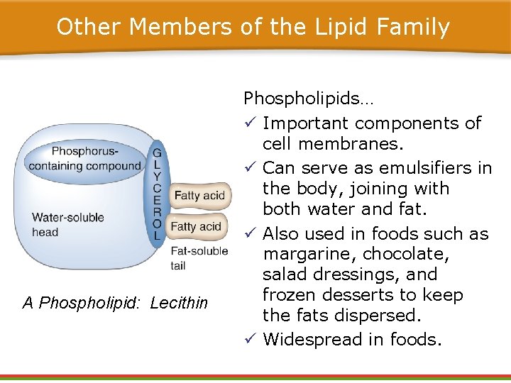 Other Members of the Lipid Family A Phospholipid: Lecithin Phospholipids… ü Important components of