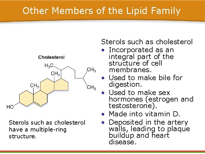 Other Members of the Lipid Family Sterols such as cholesterol have a multiple-ring structure.