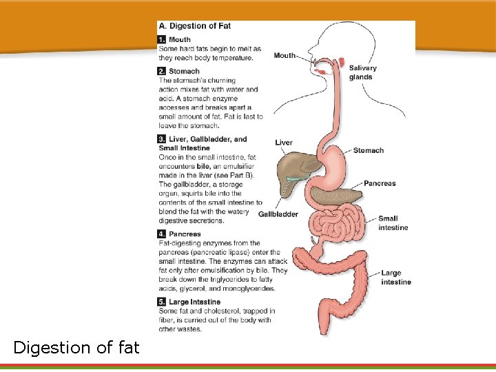 Digestion of fat 