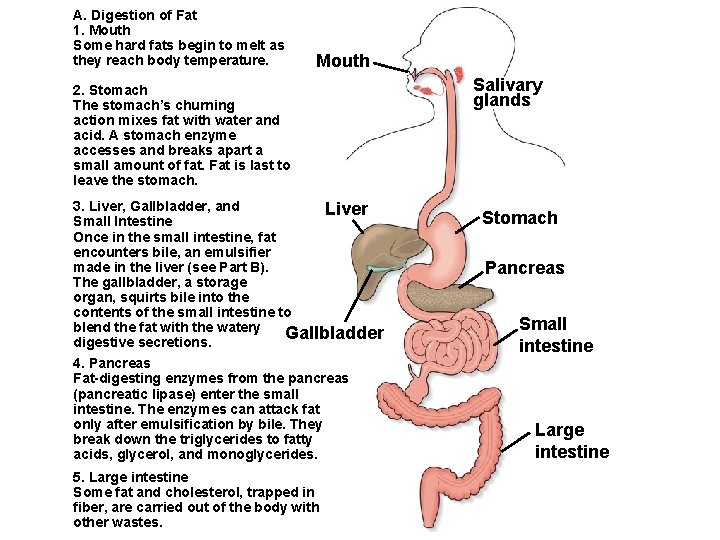 A. Digestion of Fat 1. Mouth Some hard fats begin to melt as they