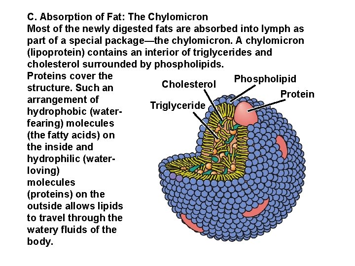 C. Absorption of Fat: The Chylomicron Most of the newly digested fats are absorbed