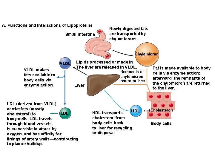 A. Functions and Interactions of Lipoproteins Small intestine Newly digested fats are transported by