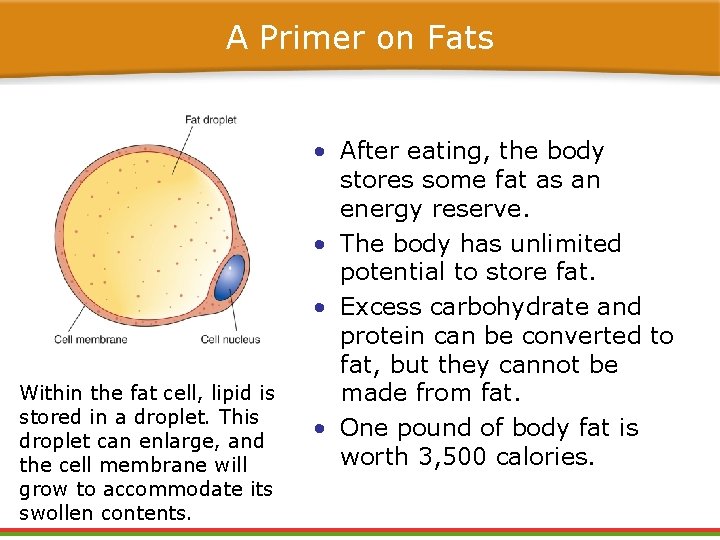 A Primer on Fats Within the fat cell, lipid is stored in a droplet.