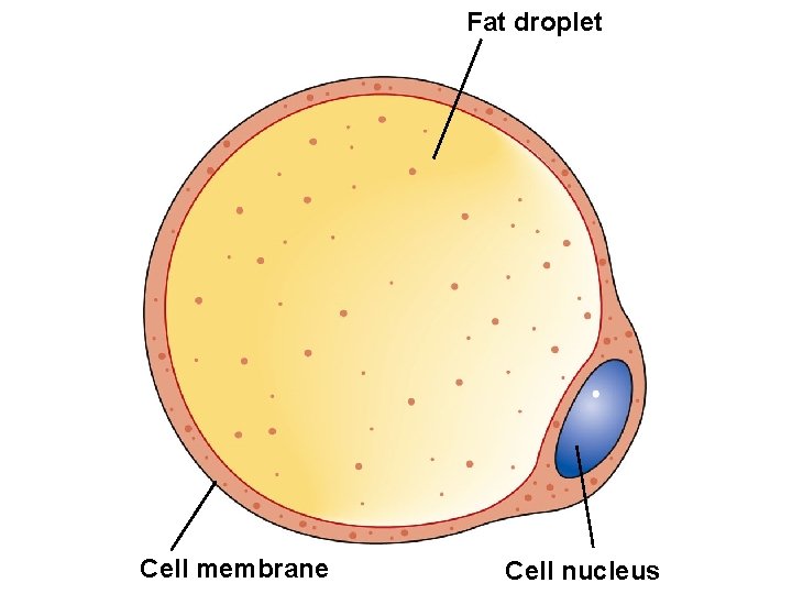 Fat droplet Cell membrane Cell nucleus 