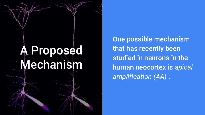 A Proposed Mechanism One possible mechanism that has recently been studied in neurons in