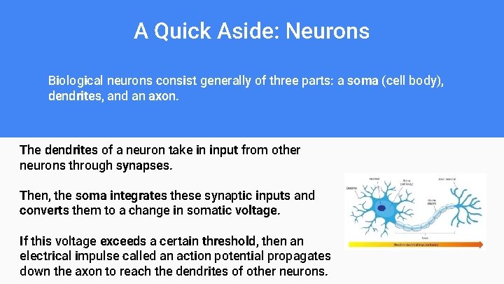 A Quick Aside: Neurons Biological neurons consist generally of three parts: a soma (cell