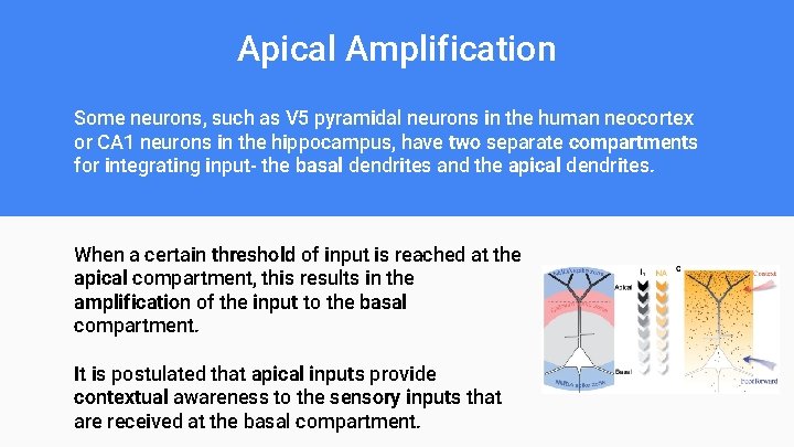 Apical Amplification Some neurons, such as V 5 pyramidal neurons in the human neocortex