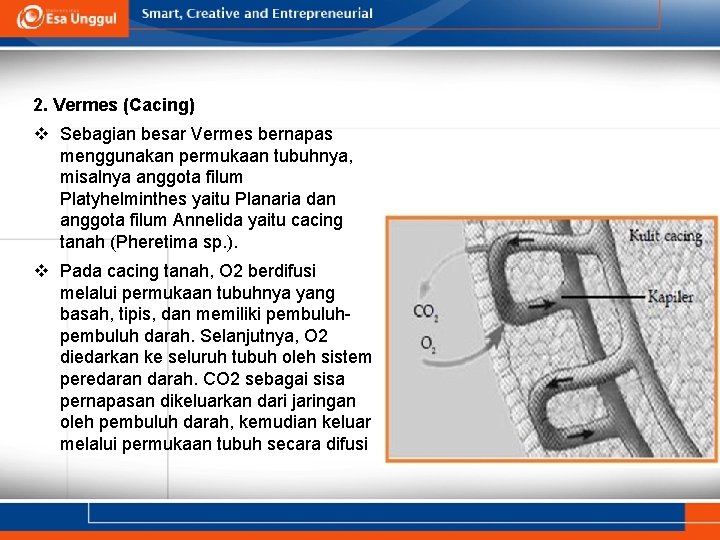 2. Vermes (Cacing) v Sebagian besar Vermes bernapas menggunakan permukaan tubuhnya, misalnya anggota filum