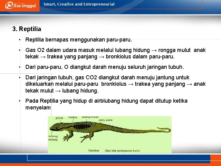 3. Reptilia • Reptilia bernapas menggunakan paru-paru. • Gas O 2 dalam udara masuk