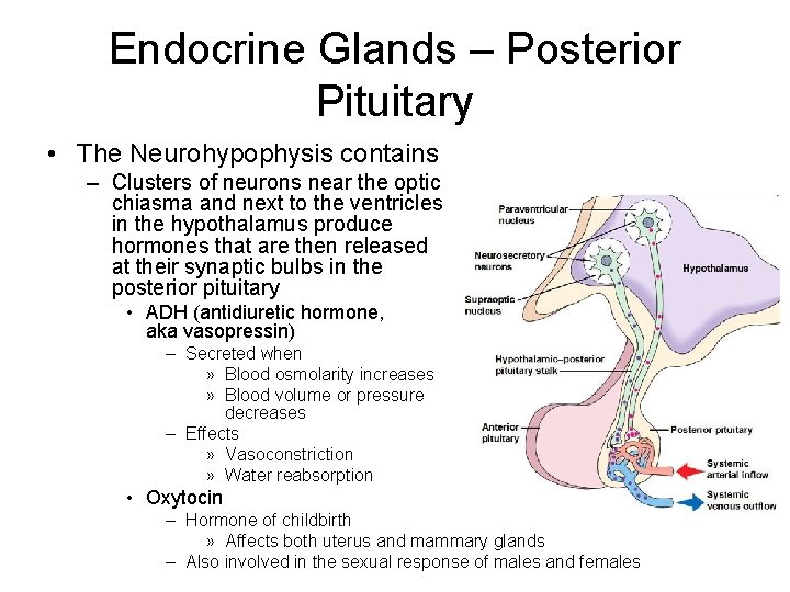 Endocrine Glands – Posterior Pituitary • The Neurohypophysis contains – Clusters of neurons near