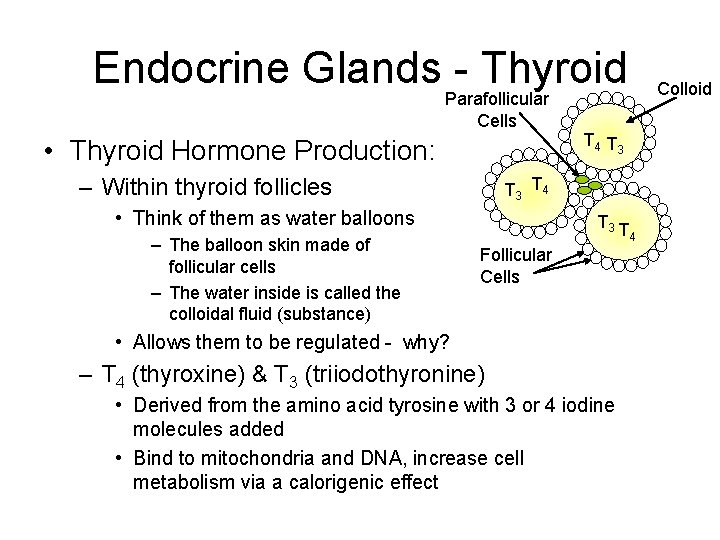 Endocrine Glands - Thyroid Parafollicular Cells • Thyroid Hormone Production: – Within thyroid follicles