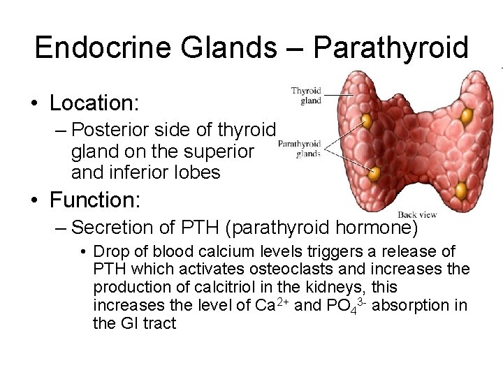 Endocrine Glands – Parathyroid • Location: – Posterior side of thyroid gland on the