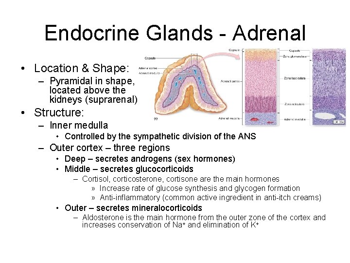 Endocrine Glands - Adrenal • Location & Shape: – Pyramidal in shape, located above