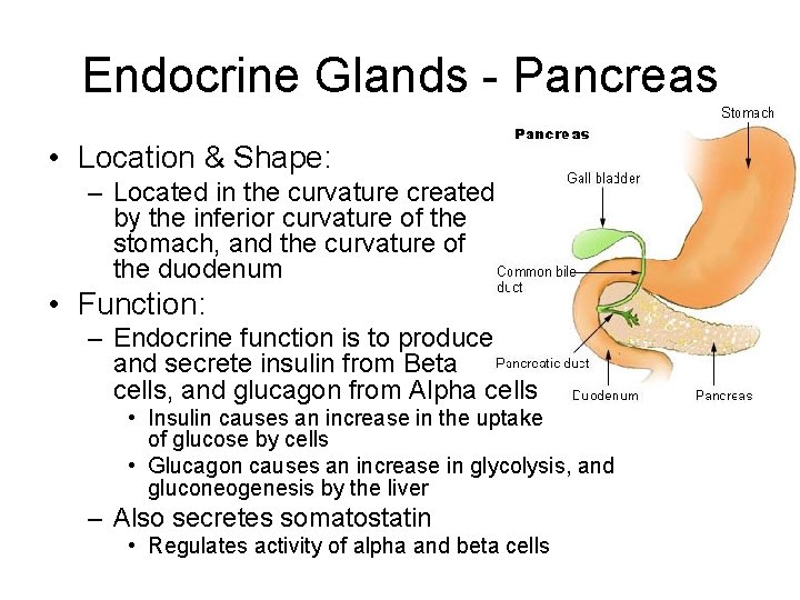 Endocrine Glands - Pancreas • Location & Shape: – Located in the curvature created
